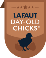 Day-old chicks